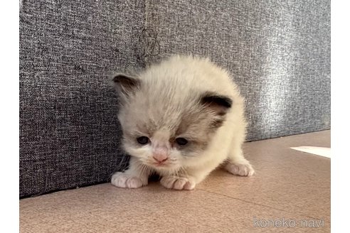販売中の千葉県のラグドール-120517の4枚目